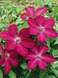 Maybe you would like to learn more about one of these? Clematis Rouge Cardinal Bluestone Perennials