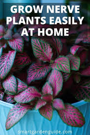 Nerve Plant Care Fittonia Grow Nerve Plants With Ease Top Tips For Growing Nerve Plants Fittonia Albivenis Fittonia Verschaf Nerve Plant Plant Care Plants