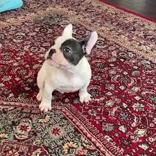 It is not enough for our dogs to be strikingly beautiful and elegant. Texas French Bulldogs Facebook
