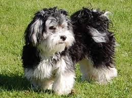 Bichon Havanais Kortklippt Sok Pa Google Havanese Havanese Dogs Cute Dog Mixes