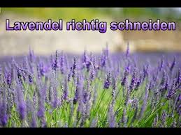 Ob der schnitt im frühjahr oder im sommer der wichtigere ist, darüber gibt es unterschiedliche ansichten. Lavendel Richtig Schneiden Lavendula Am Besten Zuruckschneiden Wenn Er Verbluht Ist Anleitung Youtube