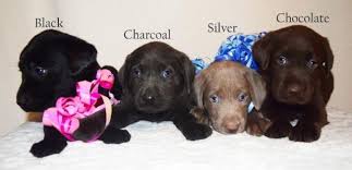 Silver labrador retriever puppies make one of the best companions for a family and home. Gorgeous Akc Labrador Puppies Chocolate Silver Charcoal Black For Sale In Phoenix Arizona Classified Americanlisted Com