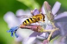 Minibeast Safari & Invertebrate Discovery: Elgin...