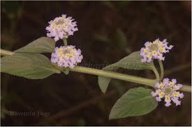 Image result for Lippia javanica