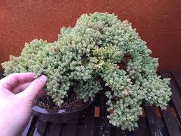 When discussing leaves turning yellow, bonsai are not an exception. Poor Coloration On Juniper Procumbens Bonsai Nut