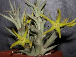 Image result for Orbea rogersii