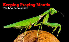 Keeping Praying Mantis As Pets Complete Beginners Guide