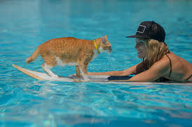 La Femme Et Un Chat Sont Dans La Piscine Photo Stock Image Du Dans Chat 97570242