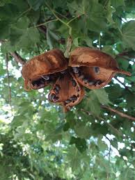 Image result for Stipularia africana