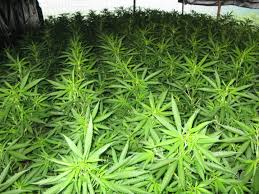 Marijuana as a term varies in usage, definition and legal application around the world. Canada Tambien Aprueba La Legalizacion De La Marihuana Para Uso Recreativo Libre Mercado