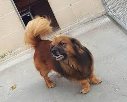 Second chance animal services operates high quality veterinary hospitals in springfield, worcester and north brookfield. Adopt Augie On Petfinder Cute Animals Animals Corgi Mix