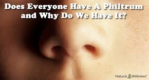 What Is The Purpose Of A Philtrum While it serves no purpose in life, scientists have known as the philtrum, it's the place where the various sections of our faces join like pieces of a. what is the purpose of a philtrum