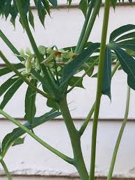 Image result for Manihot grahamii