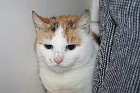 Stray Tortie And White Cat Full Of Fleas And Thin Found In St Peter Port Now At The Gspca Gspca Guernsey