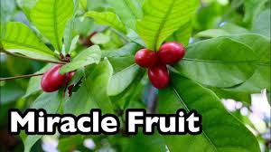 It is a nutrient dense fruit which is consumed almost everywhere. All About Miracle Fruit Youtube
