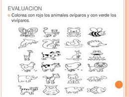 Fichas De Primaria Oviparos Y Viviparos Animales Oviparos Y Viviparos Animales Herbivoros Animales Viviparos