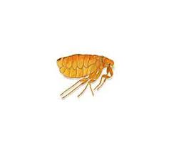 Wenn teppiche und teppichböden gesaugt werden kann ein guter teil der lebenden flöhe bereits entfernt werden. Flohe In Wohnung Oder Haus Optimale Tipps Was Zu Tun Ist