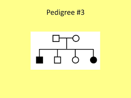 Gallery of 30 pedigree worksheet answer key Pedigree Worksheet Key Ppt Download