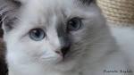 Blue Ragdoll Cats | Blue Point Ragdolls, Blue Mitted ...