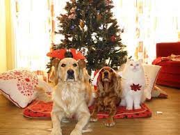 We did not find results for: Christmas With Dogs And How To Celebrate It Tractive
