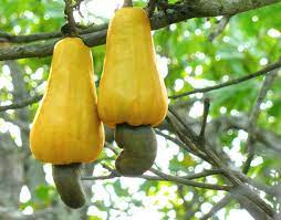 Cashew Wikipedia