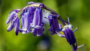 Bluebell Folklore And Traditions National Trust