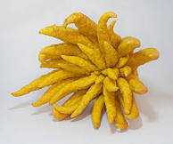 Budha's Han Fruit