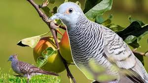 Maybe you would like to learn more about one of these? Burung Perkutut Burung Unik Yang Banyak Dipelihara Orang Indonesia