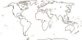 Image result for Huaceae