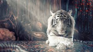 Libros epub, mobi, pdf, libros gratis, en español. Fotos De Tigres Blancos Para Descargar Gratis