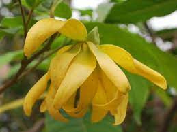Tog, lower, nciku, flower, cape fenc, rhino soak, ylang ylang, dried pepper. Bunga Kenanga Shamsul Liza Flickr