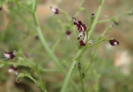 Image result for Aptosimum albomarginatum