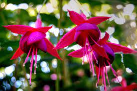 Fuchsia Wallpapers Blooming Plants Flower Pots Fuchsia Flower