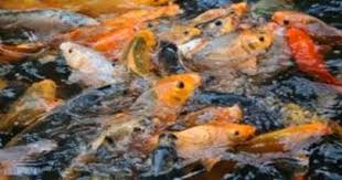 Pengertian Budidaya Ikan Konsumsi Dan Manfaatnya Ikan Air Tawar Ikan Ikan Mas