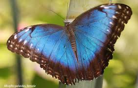 Check spelling or type a new query. Blue Morpho Morpho Peleides