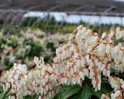 Maybe you would like to learn more about one of these? Japanese Andromeda A For Seasonal Interest