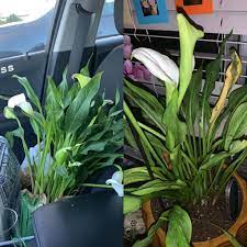 Calla Lily On A Rapid Decline Pls Help Me Save Her More Info In Comments Plantclinic