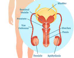 But this tutorial will show you how i draw male anatomy. 25 Reproductive System Facts For Kids And Students