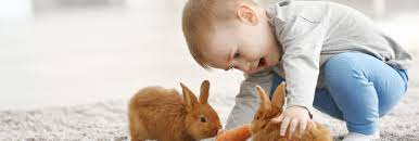 Maybe you would like to learn more about one of these? How Much Do Rabbits Cost To Keep