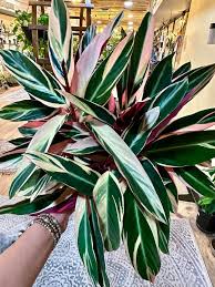 Image result for stromanthe