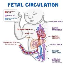 Image result for Fetal Circulation