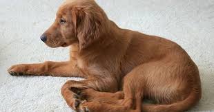 Black And White English Setter Puppies For Sale Golden Irish Golden Retriever Irish Setter Hybrid Irish Dog Dogs Golden Retriever Golden Retriever