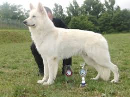 Der weiße schweizer schäferhund oder berger blanc suisse ist eine ebenso imposante wie vielseitige genau wie der deutsche schäferhund stammt auch der berger blanc suisse von den. Weisser Schweizer Schaferhund Zwinger Neverending Tales Grossenaspe Schleswig Holstein Snautz De