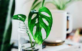 206 likes · 120 were here. These L A Plant Shops And Nurseries Will Help You Grow The Dreamiest Home Jungle