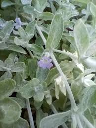 Image result for Cyanotis lanata