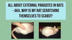 I do not agree with the above answer whatsoever. All About Parasites In Rats Youtube