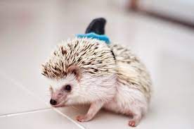 Celebrities from michael jackson to salvador dali have popularized the idea of owning exotic animals as house pets. 15 Of The Weirdest Pets That You Can Actually Own In The Uk The House Shop Blog