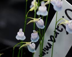 Image result for Utricularia appendiculata