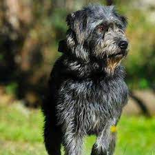 Dog breedsardinian shepherd dogfonni's dogother names(pastore) fonnesucani sardu antigucane de acapiucani fonnesu antigu'ane de 'onneorigin sardinia. Pastore Fonnese Origini Prezzo Caratteristiche E Allevamenti Il Mio Cane E Leggenda