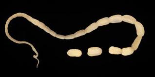 The good news is we have an article and some pictures about what you're looking for. Common Worms And Intestinal Parasites In Dogs